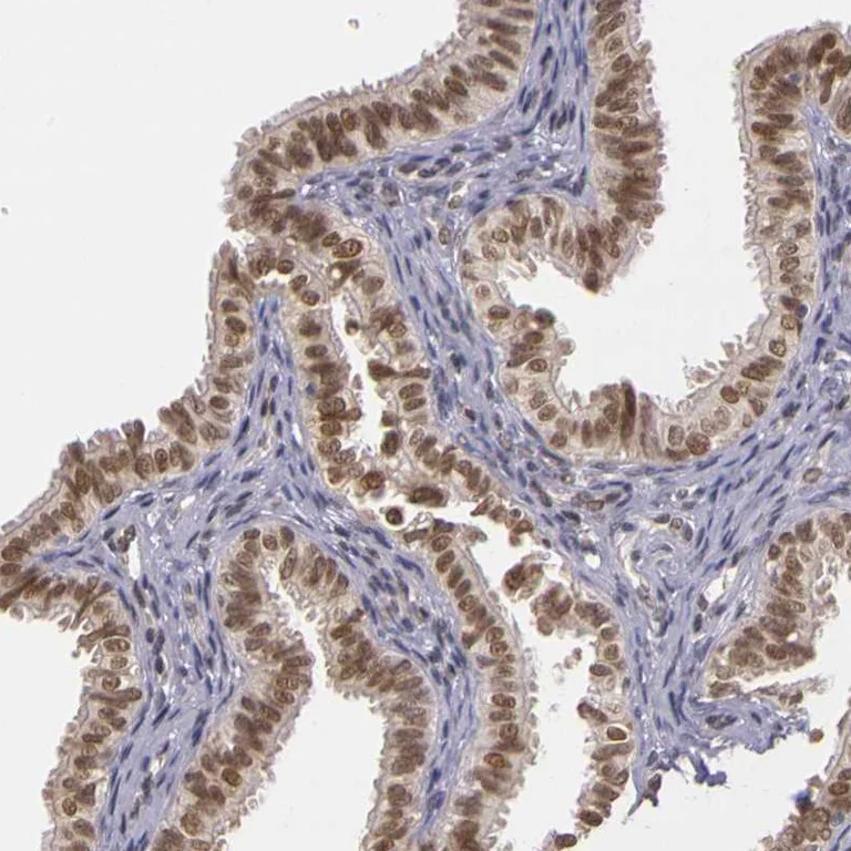 Immunohistochemistry (Formalin/PFA-fixed paraffin-embedded sections) - Anti-WDR13 antibody (AB272543)