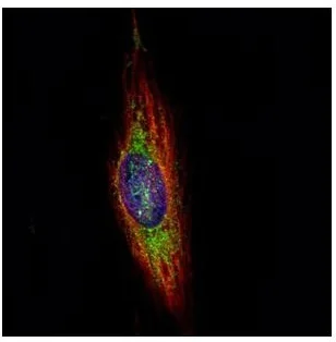 Immunocytochemistry/ Immunofluorescence - Anti-WDR16 antibody (AB127559)