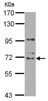 Western blot - Anti-WDR16 antibody (AB127559)