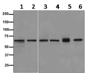 Western blot - Anti-WDR16 antibody [EPR11263] - BSA and Azide free (AB249606)