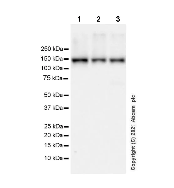 Western blot - Anti-WDR19 antibody [EPR24915-11] (AB270970)