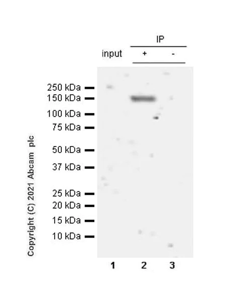 Immunoprecipitation - Anti-WDR19 antibody [EPR24915-11] - BSA and Azide free (AB283709)