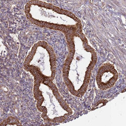 Immunohistochemistry (Formalin/PFA-fixed paraffin-embedded sections) - Anti-WDR21A antibody (AB130417), expandable thumbnail