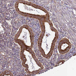 Immunohistochemistry (Formalin/PFA-fixed paraffin-embedded sections) - Anti-WDR21A antibody (AB130417)