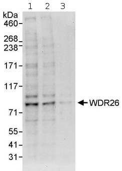 Western blot - Anti-WDR26 antibody (AB85961), expandable thumbnail