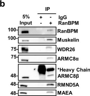 Western blot - Anti-WDR26 antibody (AB85962), expandable thumbnail