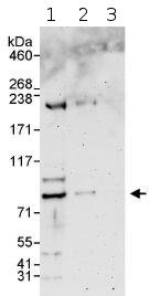 Western blot - Anti-WDR26 antibody (AB85962), expandable thumbnail