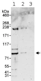 Western blot - Anti-WDR26 antibody (AB85962)