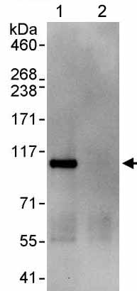 Immunoprecipitation - Anti-WDR3 antibody (AB176817)