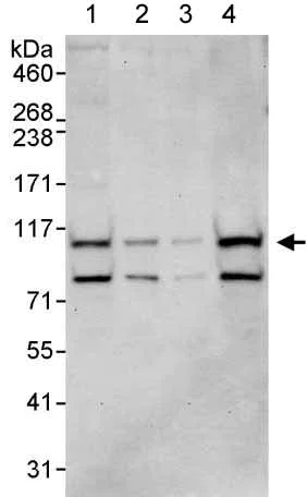 Western blot - Anti-WDR3 antibody (AB176817)
