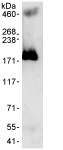 Immunoprecipitation - Anti-WDR33 antibody (AB72115)