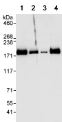 Western blot - Anti-WDR33 antibody (AB72115)