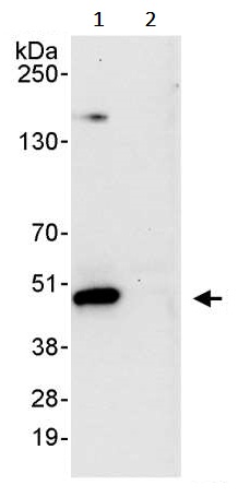 Immunoprecipitation - Anti-WDR4 antibody (AB241297)