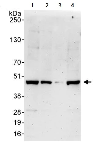 Western blot - Anti-WDR4 antibody (AB241297)
