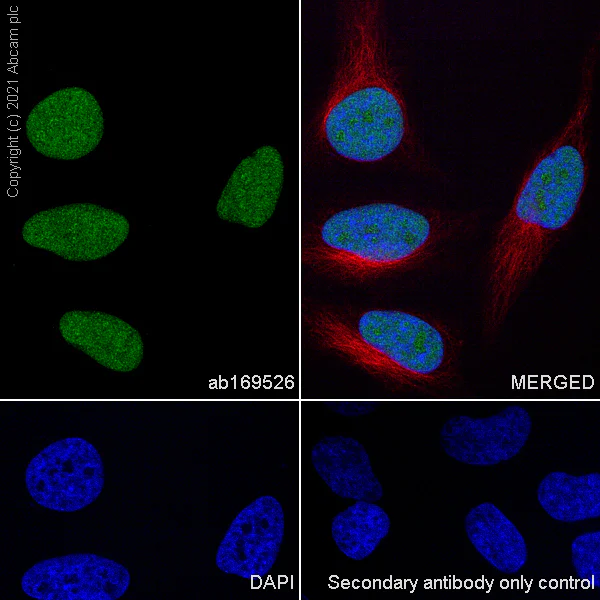 Immunocytochemistry/ Immunofluorescence - Anti-WDR4 antibody [EPR11052] (AB169526)