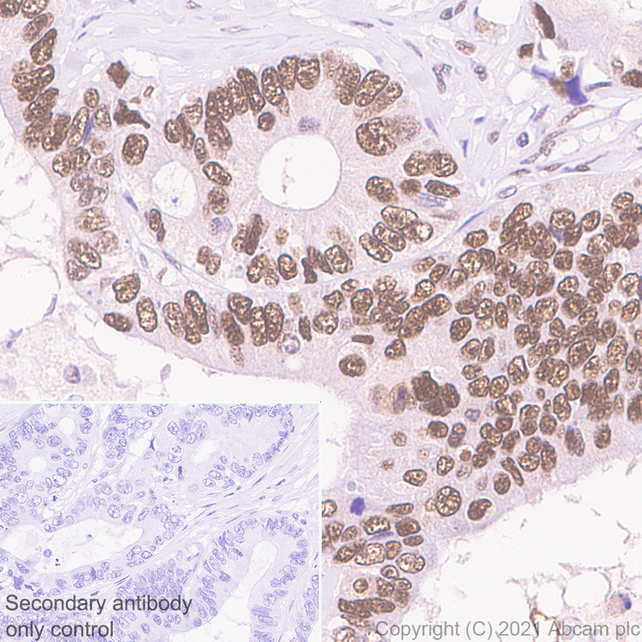 Immunohistochemistry (Formalin/PFA-fixed paraffin-embedded sections) - Anti-WDR4 antibody [EPR11052] (AB169526)