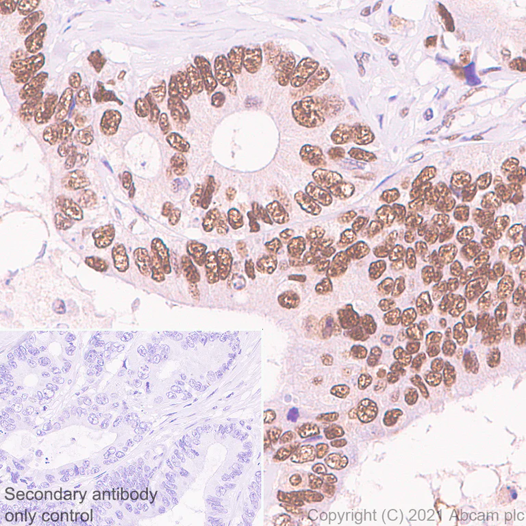 Immunohistochemistry (Formalin/PFA-fixed paraffin-embedded sections) - Anti-WDR4 antibody [EPR11052] (AB169526)
