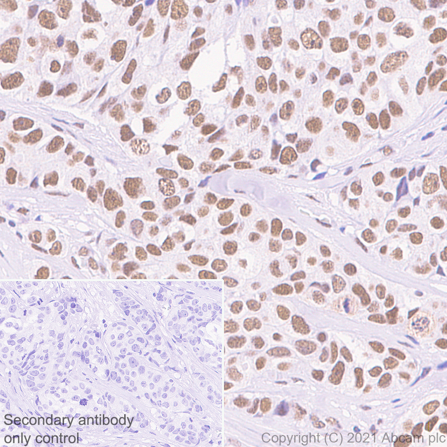 Immunohistochemistry (Formalin/PFA-fixed paraffin-embedded sections) - Anti-WDR4 antibody [EPR11052] (AB169526)