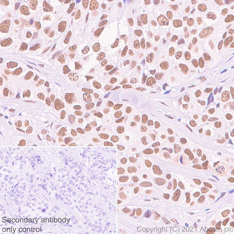Immunohistochemistry (Formalin/PFA-fixed paraffin-embedded sections) - Anti-WDR4 antibody [EPR11052] (AB169526)