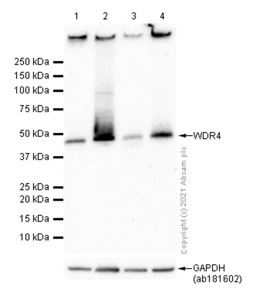 Western blot - Anti-WDR4 antibody [EPR11052] - BSA and Azide free (AB249480)