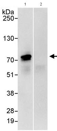 Immunoprecipitation - Anti-WDR42A antibody (AB176809)