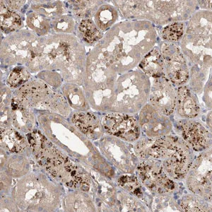 Immunohistochemistry (Formalin/PFA-fixed paraffin-embedded sections) - Anti-WDR47 antibody (AB121935)