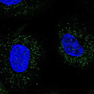 Immunocytochemistry - Anti-WDR48/UAF1 antibody (AB122473)
