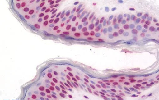 Immunohistochemistry (Formalin/PFA-fixed paraffin-embedded sections) - Anti-WDR48/UAF1 antibody (AB230645)