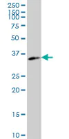 Western blot - Anti-WDR5 antibody [2C2] (AB56919)