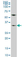 Western blot - Anti-WDR5 antibody [2C2] (AB56919)
