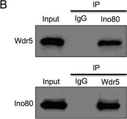Western blot - Anti-WDR5 antibody [2C2] (AB56919), expandable thumbnail