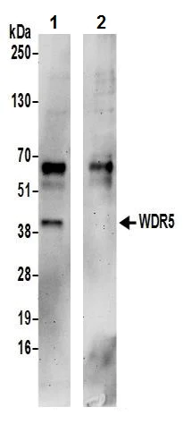 Immunoprecipitation - Anti-WDR5 antibody (AB245479)