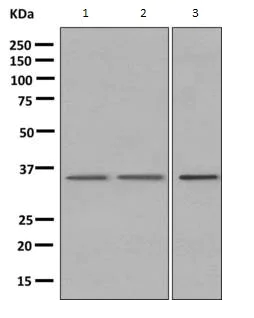 Western blot - Anti-WDR5 antibody [EPR11349(B)] (AB156012)