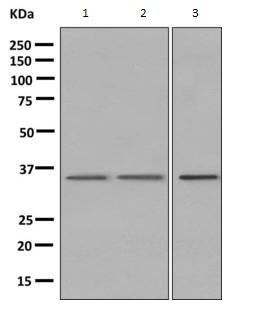 Western blot - Anti-WDR5 antibody [EPR11349(B)] - BSA and Azide free (AB249251), expandable thumbnail