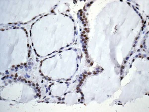 Immunohistochemistry (Formalin/PFA-fixed paraffin-embedded sections) - Anti-WDR5 antibody [EPR11350] - BSA and Azide free (AB250036)