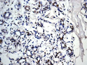 Immunohistochemistry (Formalin/PFA-fixed paraffin-embedded sections) - Anti-WDR5 antibody [EPR11350] - BSA and Azide free (AB250036)