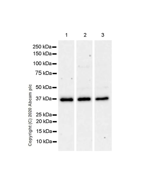 Western blot - Anti-WDR5 antibody [EPR11350] - BSA and Azide free (AB250036)