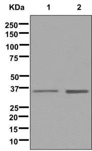 Western blot - Anti-WDR5 antibody [EPR11350] - BSA and Azide free (AB250036)