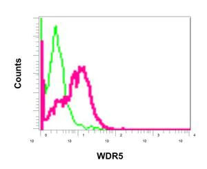 Flow Cytometry (Intracellular) - Anti-WDR5 antibody [EPR11350] - C-terminal (AB178410)