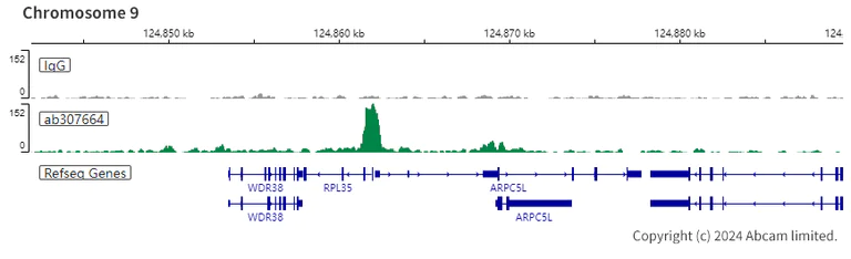 ChIC/CUT&RUN sequencing - Anti-WDR5 antibody [EPR27033-6] (AB307664)