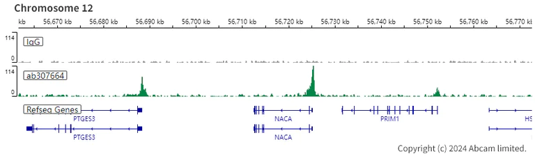 ChIC/CUT&RUN sequencing - Anti-WDR5 antibody [EPR27033-6] (AB307664)
