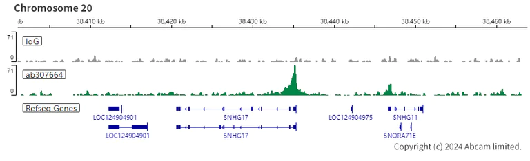 ChIC/CUT&RUN sequencing - Anti-WDR5 antibody [EPR27033-6] (AB307664)
