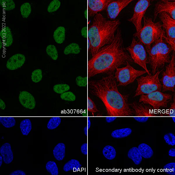 Immunocytochemistry/ Immunofluorescence - Anti-WDR5 antibody [EPR27033-6] (AB307664)
