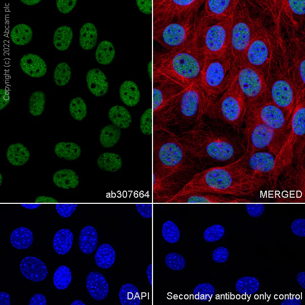 Immunocytochemistry/ Immunofluorescence - Anti-WDR5 antibody [EPR27033-6] (AB307664)