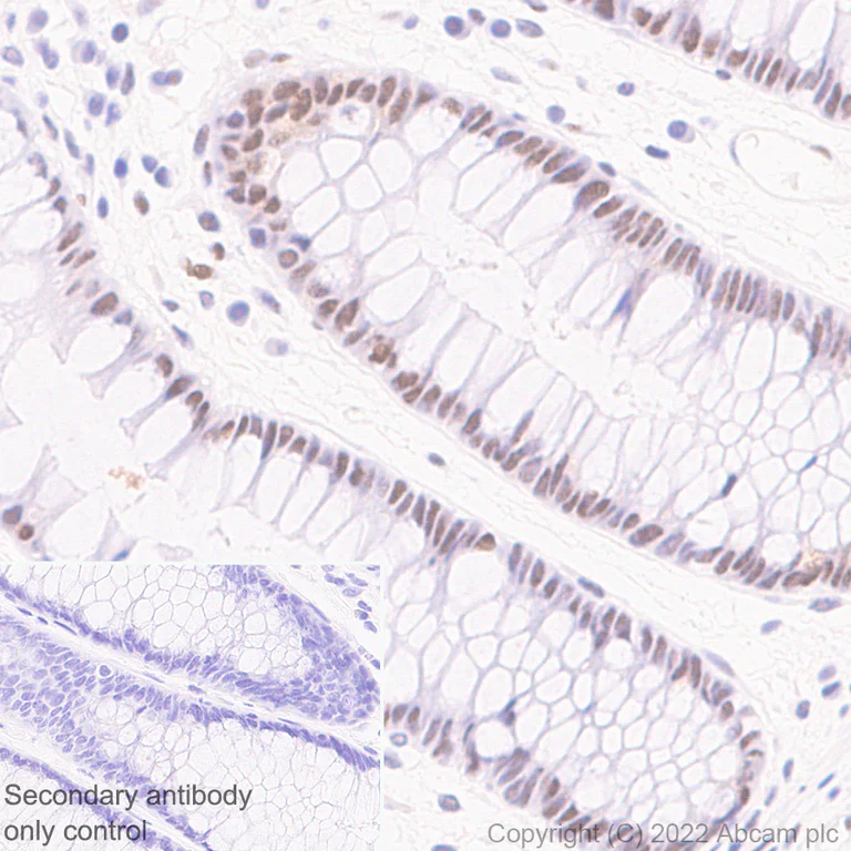 Immunohistochemistry (Formalin/PFA-fixed paraffin-embedded sections) - Anti-WDR5 antibody [EPR27033-6] (AB307664)