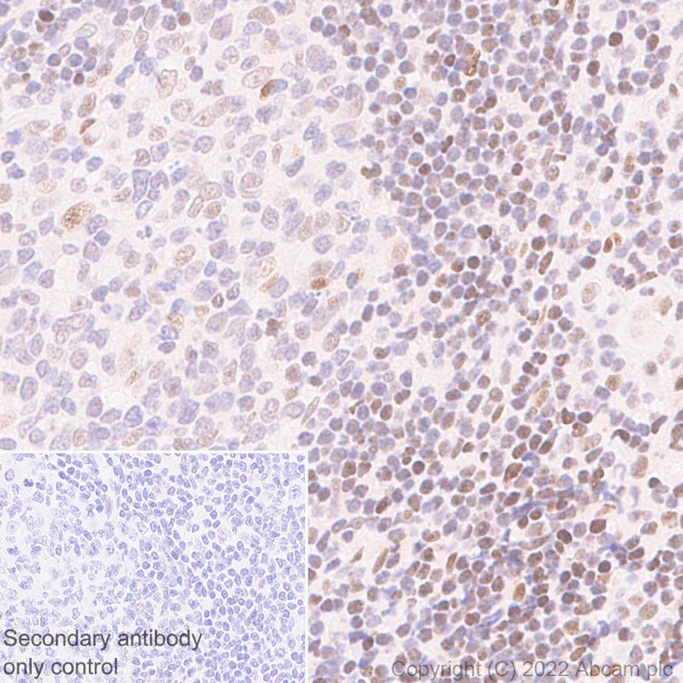 Immunohistochemistry (Formalin/PFA-fixed paraffin-embedded sections) - Anti-WDR5 antibody [EPR27033-6] (AB307664)