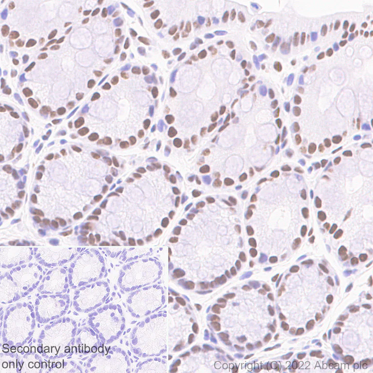 Immunohistochemistry (Formalin/PFA-fixed paraffin-embedded sections) - Anti-WDR5 antibody [EPR27033-6] (AB307664)