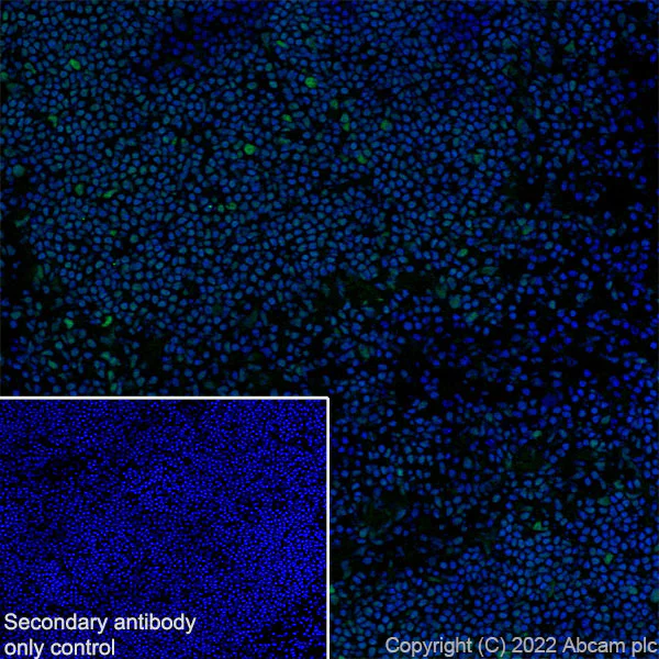 Immunohistochemistry (Frozen sections) - Anti-WDR5 antibody [EPR27033-6] (AB307664)