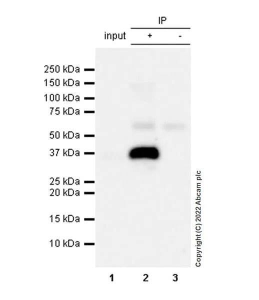 Immunoprecipitation - Anti-WDR5 antibody [EPR27033-6] (AB307664)