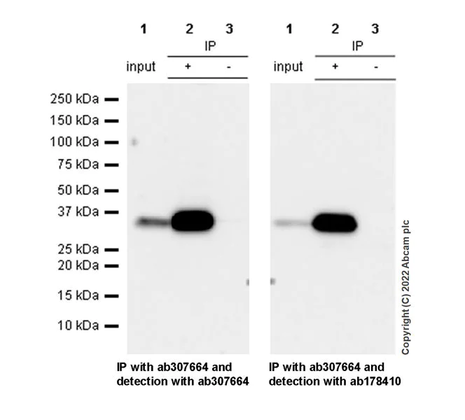 Immunoprecipitation - Anti-WDR5 antibody [EPR27033-6] (AB307664)